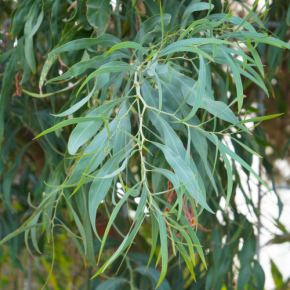 EUCALYPTUS nicholii - Pépinière La Forêt