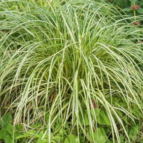 CAREX oshimensis Moon Falls ® - Pépinière La Forêt