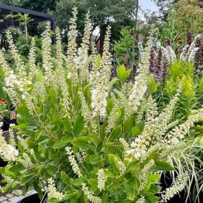 CLETHRA alnifolia Hummingbird - Pépinière La Forêt