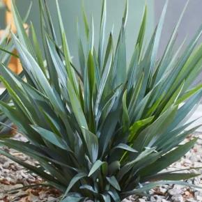 DIANELLA caerulea Blue Stream ®  - Pépinière La Forêt