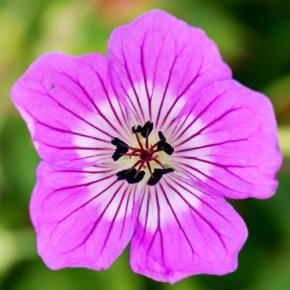 GERANIUM Kelly Ann ® - Pépinière La Forêt