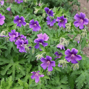 GERANIUM ibericum Jubatum - Pépinière La Forêt