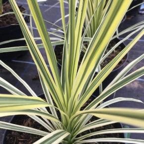 CORDYLINE australis Lime Passion ® - Pépinière La Forêt