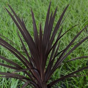 CORDYLINE australis Black Knight - Pépinière La Forêt