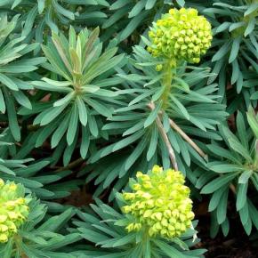 EUPHORBIA characias Humpty Dumpty - Pépinière La Forêt