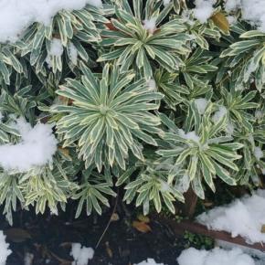 EUPHORBIA charachias Silver Swan ® - Pépinière La Forêt