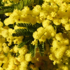 Acacia dealbata Gaulois Astier - Pépinière La Forêt