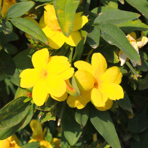 Gelsemium sempervirens - Pépinière La Forêt