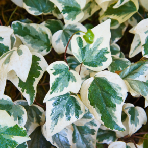 Hydrangea seemanii - Pépinière La Forêt