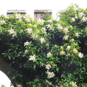Hydrangea seemanii - Pépinière La Forêt