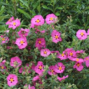 CISTUS x purpureus - Pépinière La Forêt