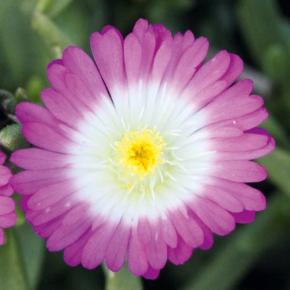 DELOSPERMA Suntropics ® Hot Pink - Pépinière La Forêt