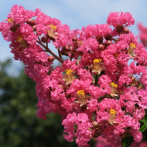 LAGERSTROEMIA indica Berry Dazzle ® - Pépinière La Forêt