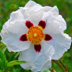CISTUS x purpureus Alan Fradd - Pépinière La Forêt