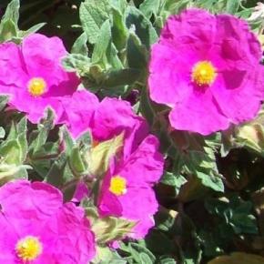 CISTUS x pulverulentus - Pépinière La Forêt