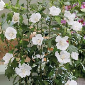HIBISCUS syriacus White Flower Tower ®  - Pépinière La Forêt