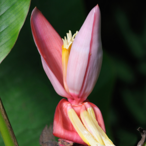 MUSA Velutina - Pépinière La Forêt
