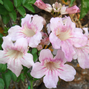 PODRAENA ricasoliana Bignone rose - Pépinière La Forêt