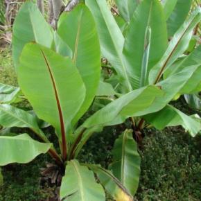 MUSA ENSETE ventricosum Large Seed - Pépinière La Forêt