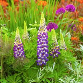 LUPINUS polyphyllus Cierra Lupinova ® - Pépinière La Forêt