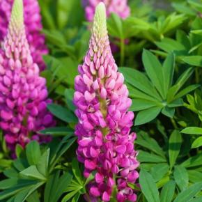 LUPINUS polyphyllus Cutie Lupinova ® - Pépinière La Forêt