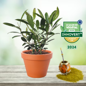 ILEX paraguariensis Garden2Cup ® - Pépinière La Forêt
