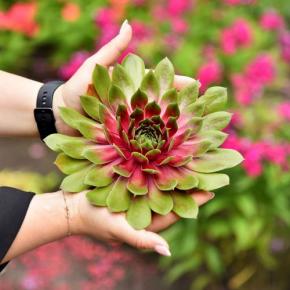 SEMPERVIVUM BigSam ® Pink Pomelo - Pépinière La Forêt