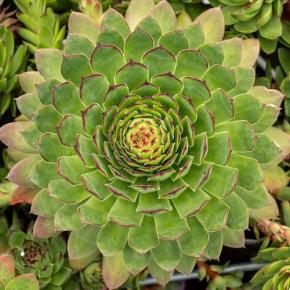 SEMPERVIVUM BigSam ® Chrome Green - Pépinière La Forêt