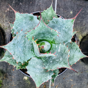 AGAVE parrasana Globe  - Pépinière La Forêt