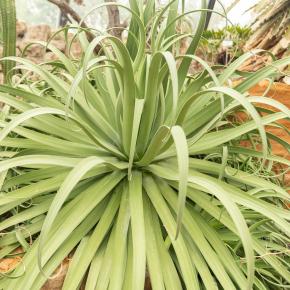 AGAVE bracteosa Calamar - Pépinière La Forêt