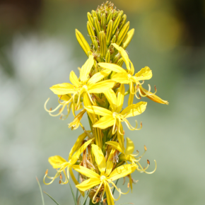 ASPHODELINE lutea 1 / LAFORET - Pépinière La Forêt