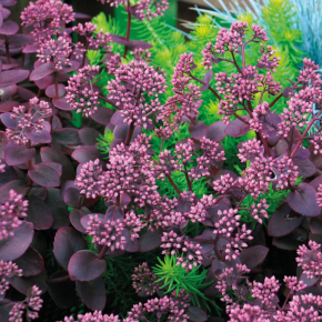 SEDUM cauticola SunsSparkler Cherry Tart ® - Pépinière La Forêt