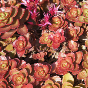 SEDUM spurium Dragon Blood/ LAFORET - Pépinière La Forêt