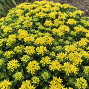 SEDUM x Little Miss Sunshine/ LAFORET - Pépinière La Forêt