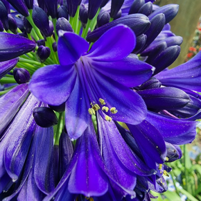 AGAPANTHUS Midnight Sky / LAFORET - Pépinière La Forêt