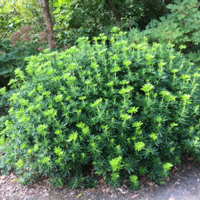 CHOISYA ternata Greenfingers port / LAFORET - Pépinière La Forêt