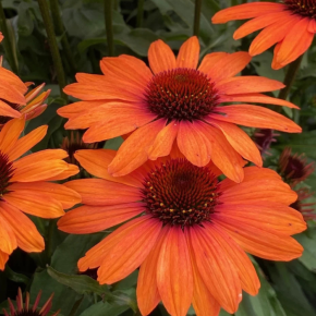 ECHINACEA SunSeekers Clementine ®/ LAFORET - Pépinière La Forêt