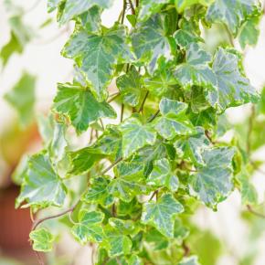 HEDERA helix Mint kolibrie / LAFORET - Pépinière La Forêt