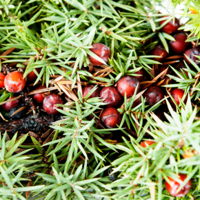 JUNIPERUS oxycedrus baies/ LAFORET - Pépinière La Forêt