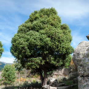 JUNIPERUS oxycedrus/ LAFORET - Pépinière La Forêt