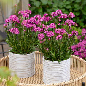 LYCHNIS viscaria Cherry Bubble ® / LAFORET - Pépinière La Forêt