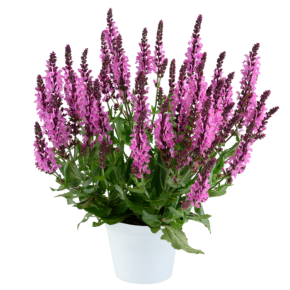 SALVIA nemorosa Pink Nebula ® / LAFORET - Pépinière La Forêt