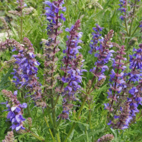 Salvia x Carina ®/ LAFORET - Pépinière La Forêt