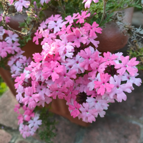 VERBENA Cleopatra / LAFORET - Pépinière La Forêt