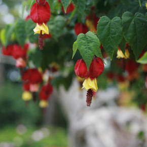 ABUTILON megapotanicum Big Bell / LAFORET - Pépinière La Forêt
