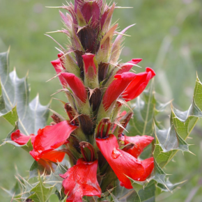 ACANTHUS sennii / LAFORET - Pépinière La Forêt