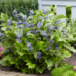 CLEMATIS New Love ® / LAFORET - Pépinière La Forêt