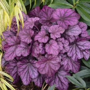 HEUCHERA Wild Rose ®/ LAFORET - Pépinière La Forêt