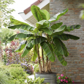 MUSA Sikkimensis Ever Red ®/ LAFORET - Pépinière La Forêt