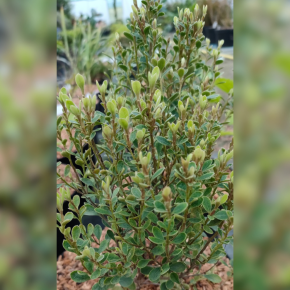 PITTOSPORUM ralphii Green Globe / LAFORET - Pépinière La Forêt
